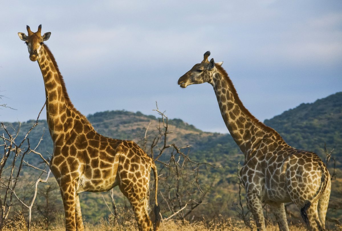 Choose an ethical safari, have the best two days of your animal-loving life