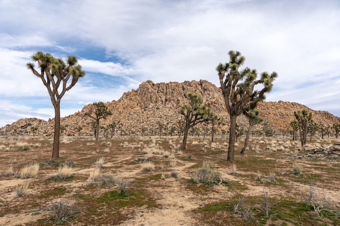 The Joshua Tree Is the First Plant Protected Due to Climate Change