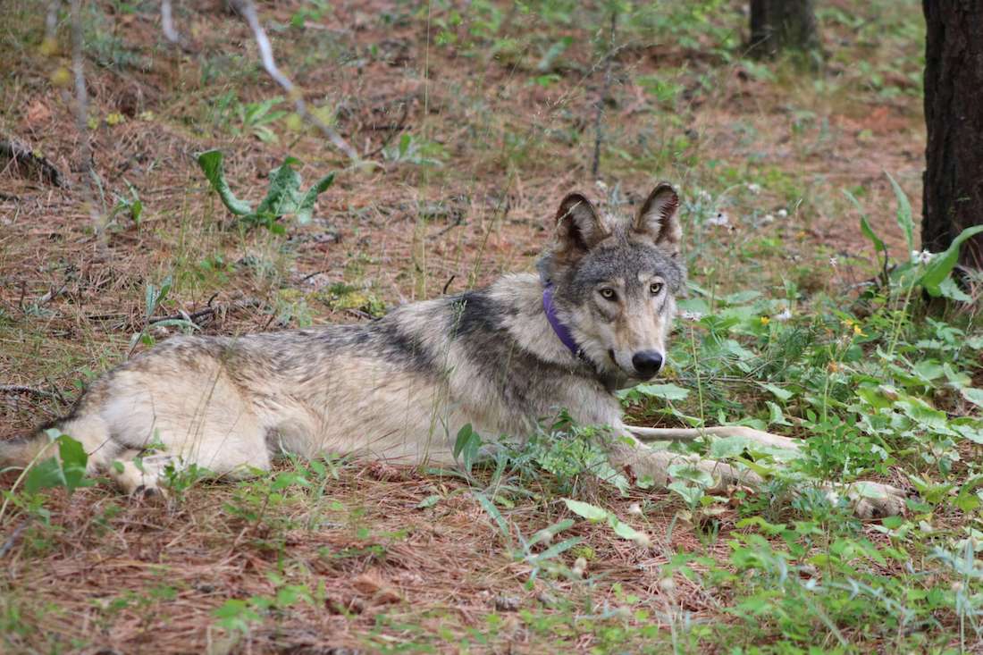 Gray Wolf From Oregon Embarks on Epic 500-Mile Journey