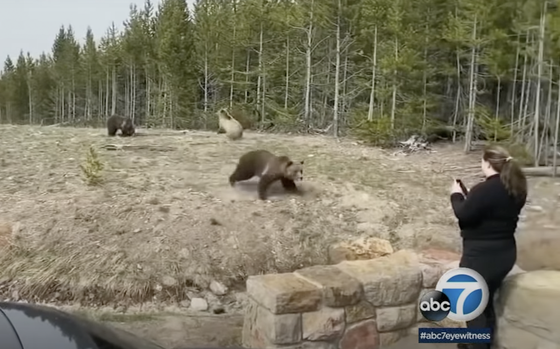 Woman Who Endangered Self and Bear in Yellowstone Facing Federal Charges