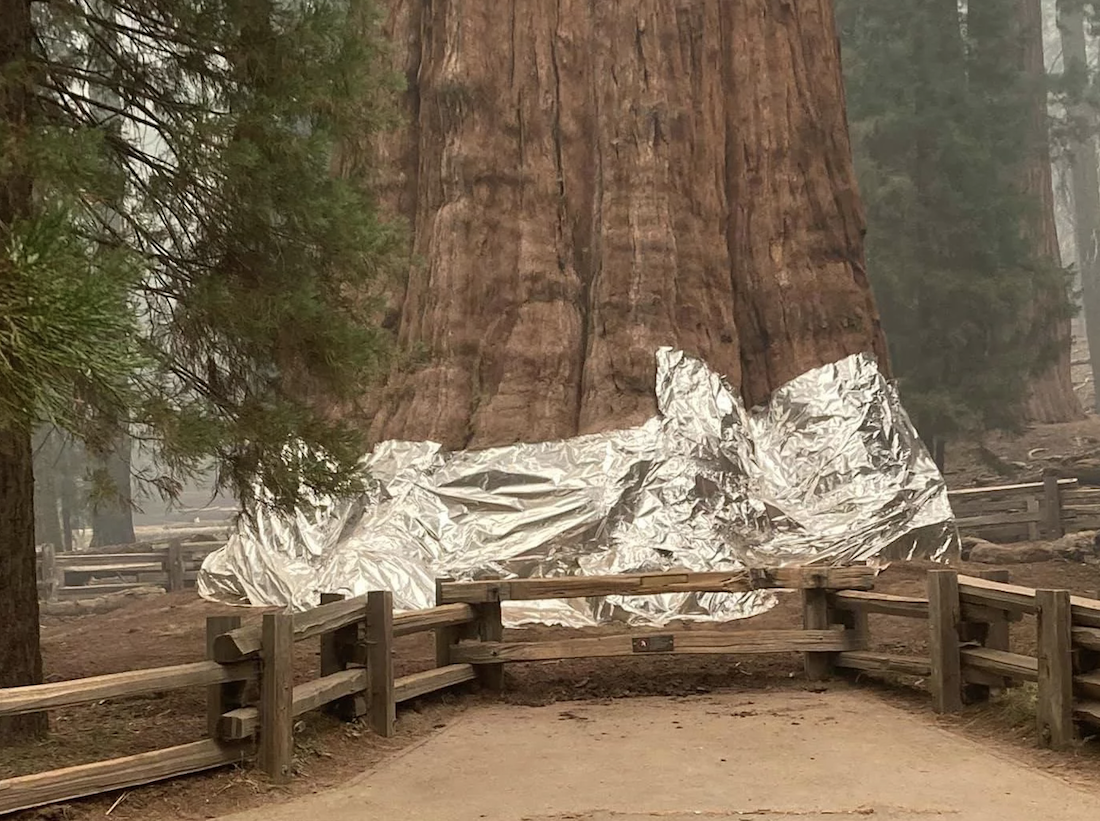 General Sherman, Other Giant Sequoias, Threatened by Fire, Saved for Now