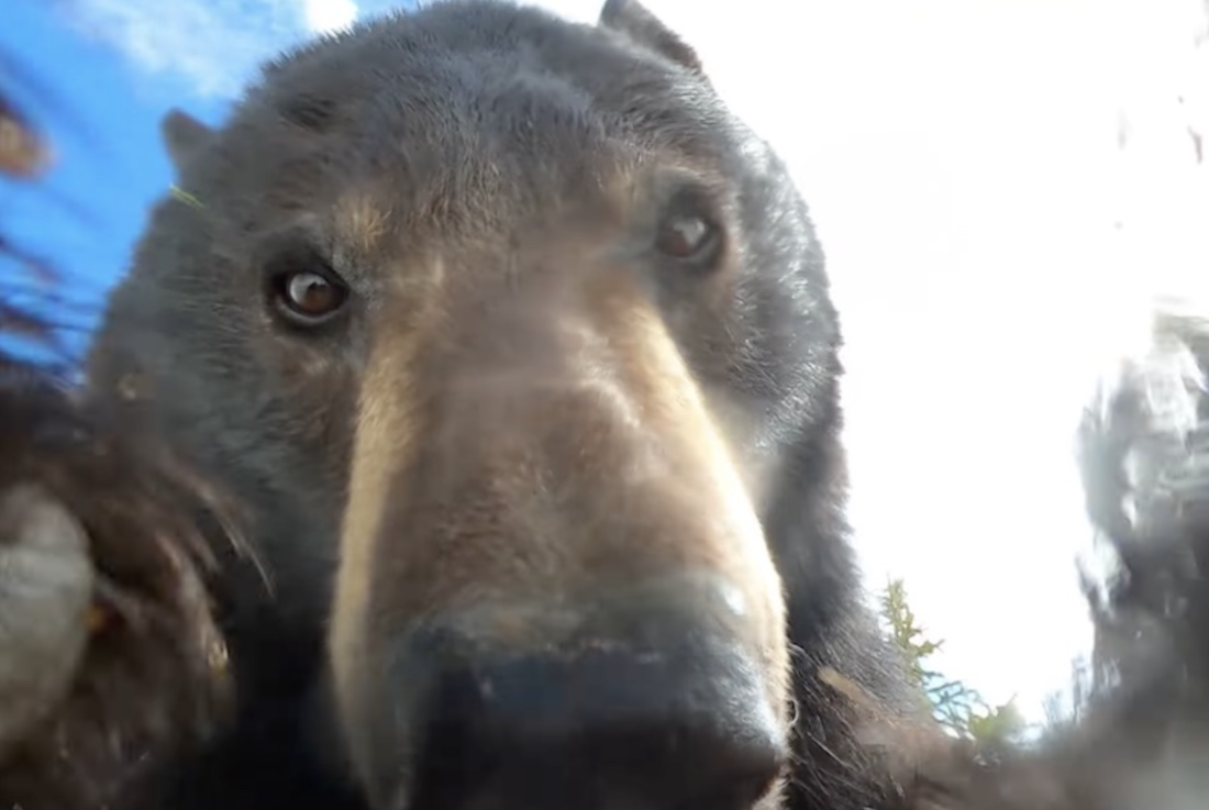 Bear Finds GoPro, Films Elaborate Selfie Video, Leaves For Hunter to Find